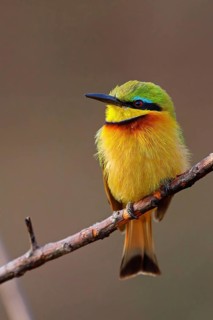 Pygmy Bee-eater, (Merops pusillus), on perch, Africa, South Africa, KwaZulu-Natal, Bee-eater