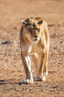Lioness (Panthera leo) looking into the camera, dangerous, Kgalagadi Transfrontier National Park,