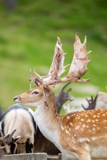 European fallow deer (Dama dama) stag, portrait, tirol, Kitzbühel, Wildpark Aurach, Austria