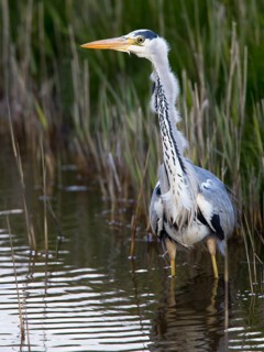 Grey Heron (Ardea cinerea), North Holland, Netherlands