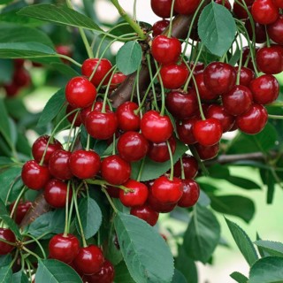 Sour cherry, sour cherry (Prunus cerasus 'Nabella'), Germany