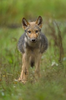 Wolf (Canis lupus), young wolf in forest, summer, Germany