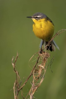 Western Yellow Wagtail (Motacilla flava), Brandenburg, Germany