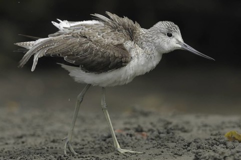Common Greenshank (Tringa nebularia), Gambia