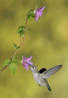 Anna's Hummingbird (Calypte anna), British Columbia, Canada