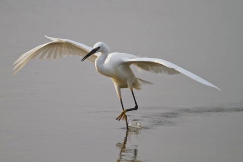 Little Egret (Egretta garzetta) foraging, Mallorca, Spain