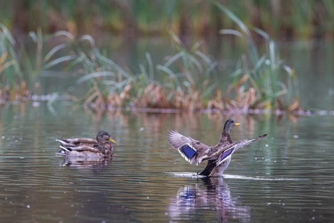 Mallard (Anas platyrhynchos), two young males on a lake, Siikalahti Nature Reserve, Parikkala,