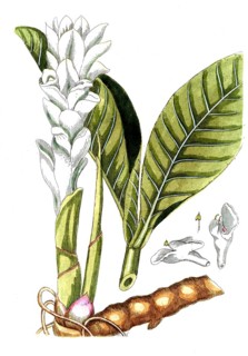 Amomum zedoaria, citwer root, citwer or white curcuma, digital reproduction of a historical