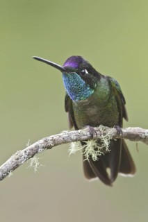 Admirable Hummingbird (Eugenes spectabilis), Costa Rica