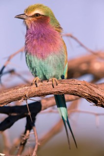 Africa, Botswana, Fork-tailed Roller, Coracias caudatus, Botswana