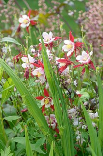 Columbine (Aquilegia cärulea 'Rotstern'),  Germany