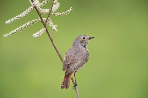 Common Redstart (Phoenicurus phoenicurus) female perched on a twig, Rimini, Italy