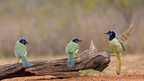 Green Jay (Cyanocorax luxuosus) group on tree trunk, Texas, USA