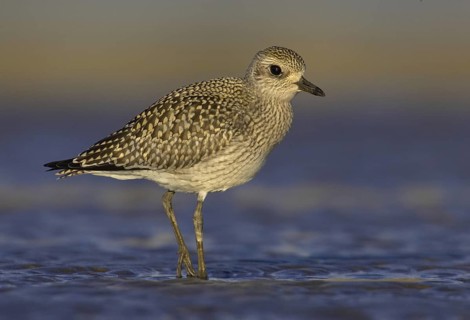 Grey Plover (Pluvialis squatarola), Ohio, USA