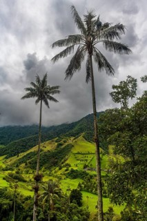 Wax palms largest palms in the world, Cocora valley, Unesco site coffee cultural landscape,