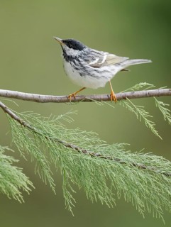 Blackpoll Warbler (Setophaga striata) male perched on a branch, Texas, USA