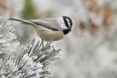 Mountain Chickadee (Poecile gambeli), New Mexico, USA