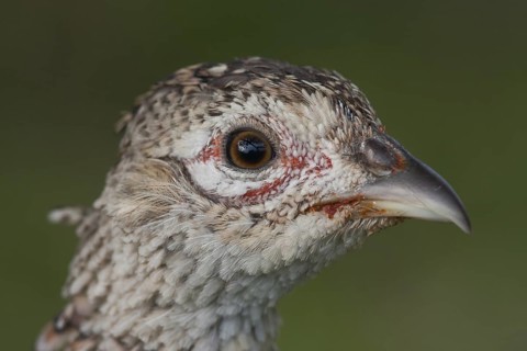 Common Pheasant (Phasianus colchicus), Schleswig-Holstein, Germany