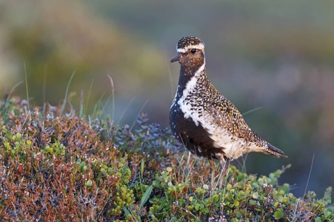 European Golden Plover (Pluvialis apricaria), Iceland
