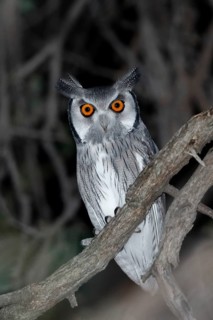 Southern White-faced Owl, Ptilopsis granti, Botswana, Chobe NP