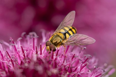 Common hoverfly (Eupeodes corollae) adult insect feeding on a garden purple Allium flower in