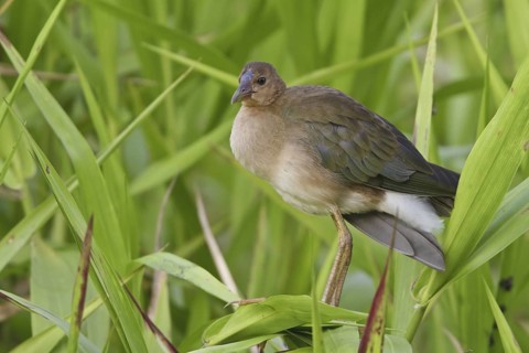 Purple Gallinule (Porphyrio martinica), Ecuador
