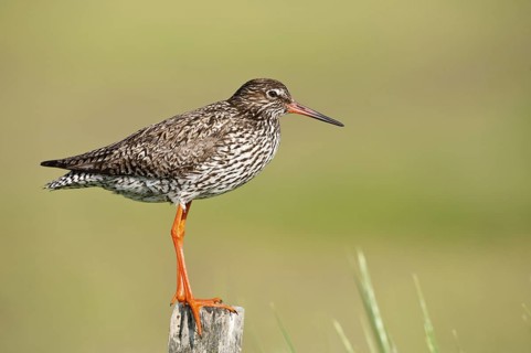 Common Redshank (Tringa totanus), Schleswig-Holstein, Germany