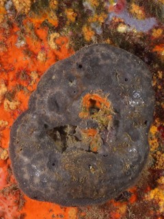 Black leather sponge (Sarcotragus spinulosus)