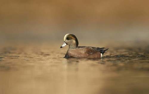 American Wigeon (Mareca americana) male, Ohio, USA