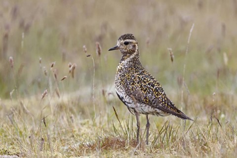 European Golden Plover (Pluvialis apricaria), Iceland