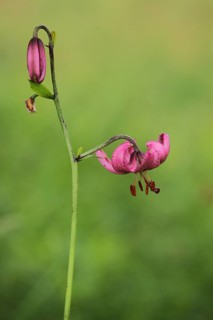 Flower and bud of the Turk's cap lily (Lilium martagon), Kesselrain, Lange Rhön, Hesse, Germany