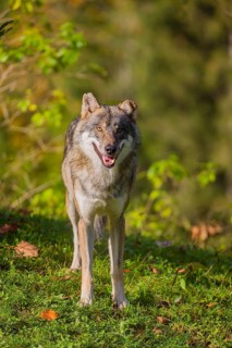 A eurasian gray wolf (Canis lupus lupus) stands on a meadow on a hill with a colourful foliage in
