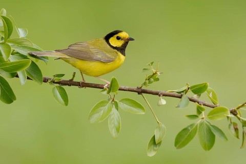 Hooded Warbler (Setophaga citrina) male, Texas, USA