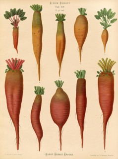 Vegetables, turnips and chard root, after Ernst Samuel Benary (10 November 1819, 19 February 1893),