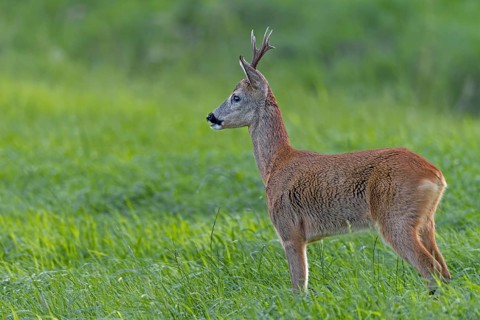 Roebuck (Capreolus capreolus) observing a female roe deer, foliage time, mating season, August,