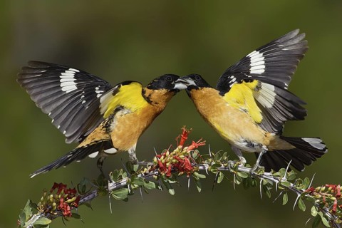 Black-headed Grosbeak (Pheucticus melanocephalus) male, Arizona, USA