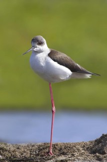 Black-winged Stilt (Himantopus himantopus), Portugal