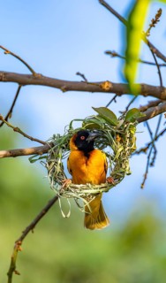 Village weaver (Ploceus cucullatus, Textor cucullatus) at the unfinished nest, during nest
