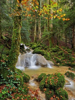 Waterfall surrounded by moss-covered stones in autumnal coloured surroundings, on the river Sihl,