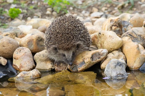 European hedgehog (Erinaceus europaeus) adult animal on the edge of a garden pond in summer,