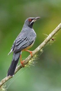 Red-legged Thrush (Turdus plumbeus) perched on a branch in Cuba