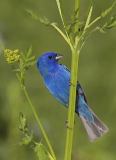 Indigo Bunting (Passerina cyanea) male, Ohio, USA