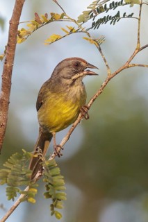 Zapata Sparrow (Torreornis inexpectata) perched on a branch in Cuba