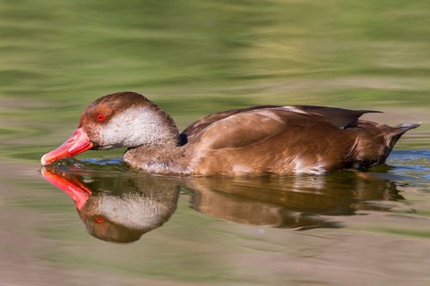 Red-crested Pochard (Netta rufina) male, Castile-La Mancha