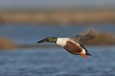 Northern Shoveler (Spatula clypeata) male flying, Schleswig-Holstein, Germany
