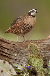 Northern Bobwhite (Colinus virginianus) male, Texas, USA