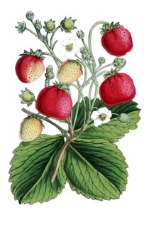 Strawberries, Fragaria, plant with ripe fruits and flowers, plant and flower, digitally reworked