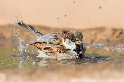 House Sparrow (Passer domesticus) male bathing at waterhole, Eilat, Israel