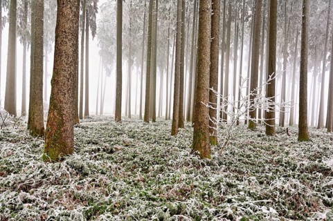 Wald im Raureif, Schlatt, Lindenberg, Freiamt, Canton of Aargau, Switzerland