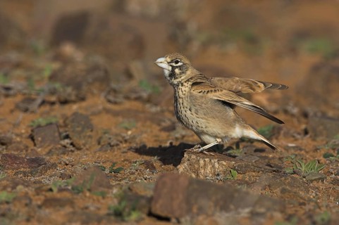 Thick-billed Lark (Ramphocoris clotbey), Morocco